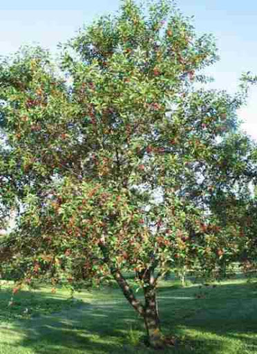����� ���� ����� ������� Prunus cerasus.jpg